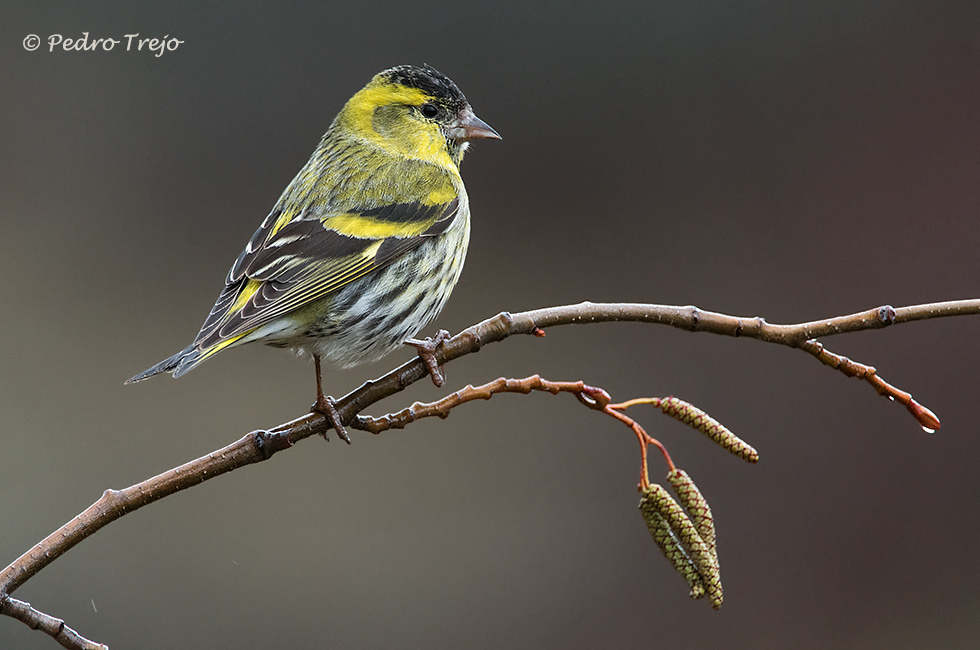 Lugano (Carduelis spinus)